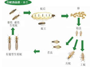 白蚁的分类要知道