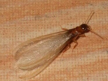 寮步白蚁预防中心告诉你什么是飞蚁，怎么消灭飞蚁