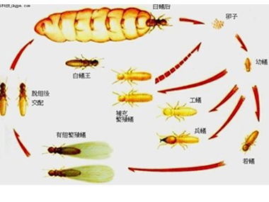 厚街白蚁防治公司白蚁的生活习性是怎么样的