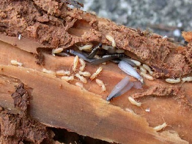 虎门防治白蚁公司桉树如何有效防治白蚁危害