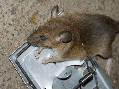 虎门除四害公司捕鼠笼灭鼠工具应该布置在什么位置