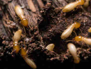 长安白蚁防治所白蚁除了吃木头还吃什么东西