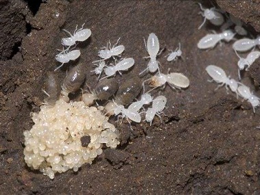 东莞防治白蚁公司白蚁危害主要有哪些方面