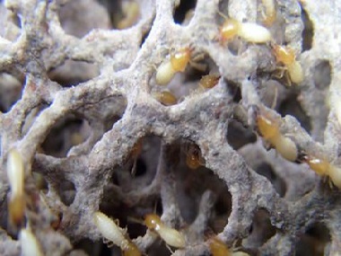 茶山预防白蚁公司白蚁它会藏在哪里呢？怎么才能找到蚁巢