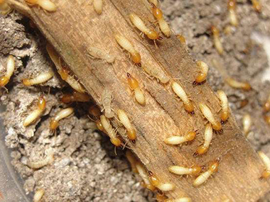 厚街白蚁备案站：防治杉木白蚁的7个小妙招