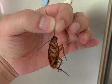 厚街四害消杀所：家庭防治蟑螂小妙招