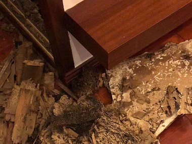 大岭山白蚁预防站——如何快速区分散白蚁和家白蚁