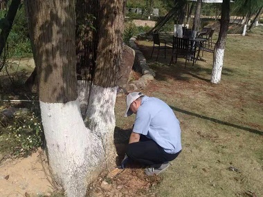 东莞白蚁防治机构白蚁对香樟的危害及防治措施