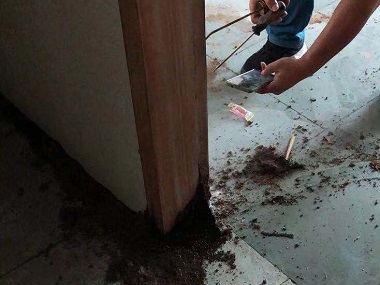 厚街白蚁预防站白蚁对房子的危害