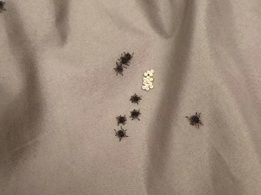 寮步除四害中心家里有臭虫到底该怎么办