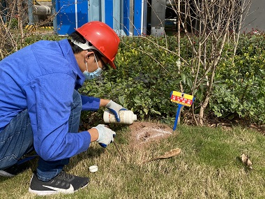 茶山蚁害防控站消灭红火蚁危害的方法